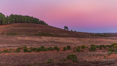Turf Hill (purple sky)