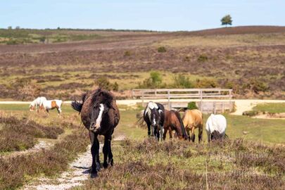 Ponies at Ashley Walk