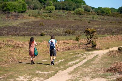 Summer Days, New Forest