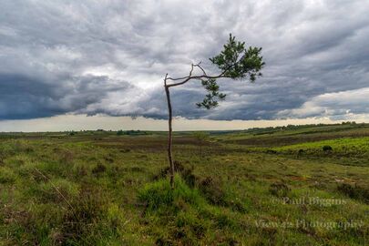 Broken Tree Under Storm Sky