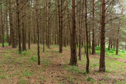 Turf Hill Trees
