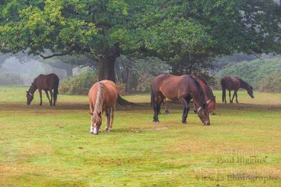 Ponies at Godshill Wood