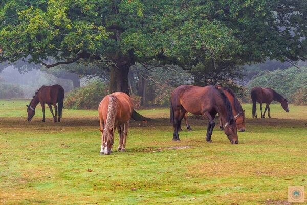 Ponies at Godshill Wood