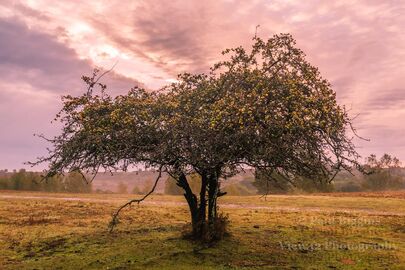 Godshill Crabapple