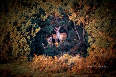 Taking Cover. New Forest Deer, Godshill