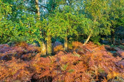 Early Autumn
