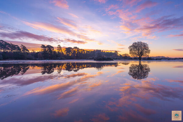 December Sunrise at Janesmoor Pond