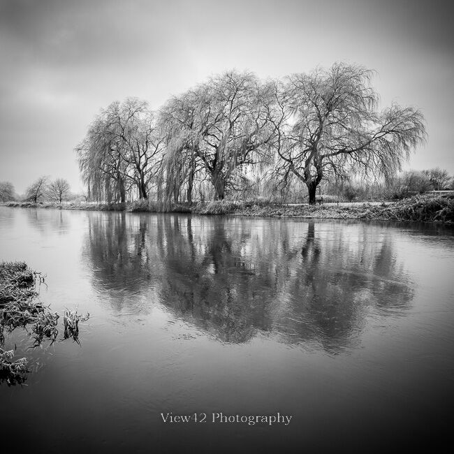 Downstream Trees, River Avon