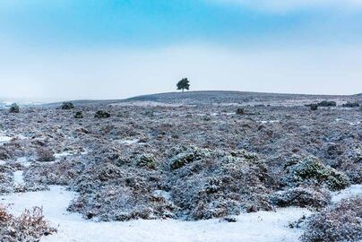 Tree on The Hill, Ashley Walk, New Forest