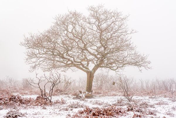Winter Tree, New Forest