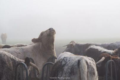 Cold Morning Cows