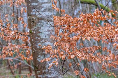 Winter Leaves