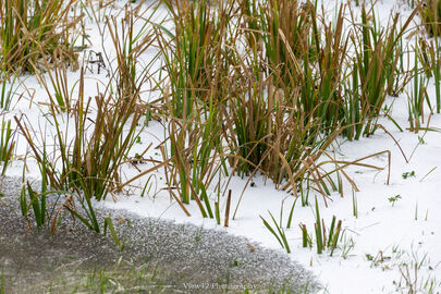 Mid-winter