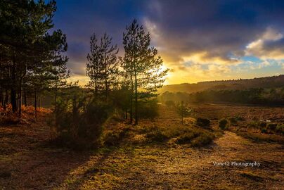 Moody Deadman Hill, New Forest
