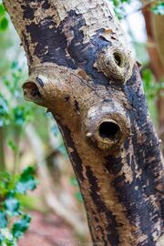 The Forest is Watching You