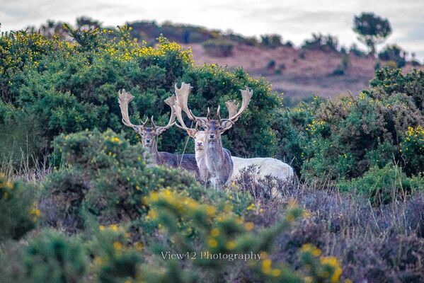 Three Bucks, New Forest