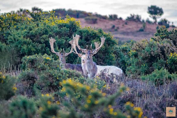 Buck Party