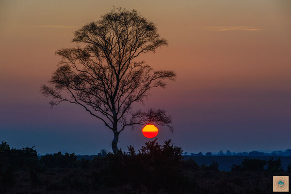 Silver Birch Sunset