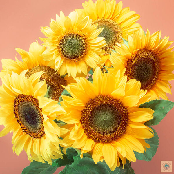 Sunflowers (40cm x 40cm)