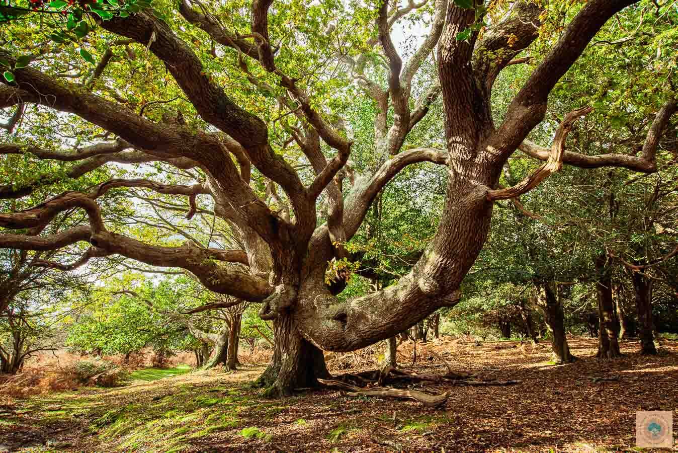 The Elephant Tree