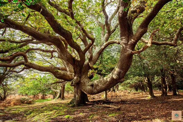 The Elephant Tree