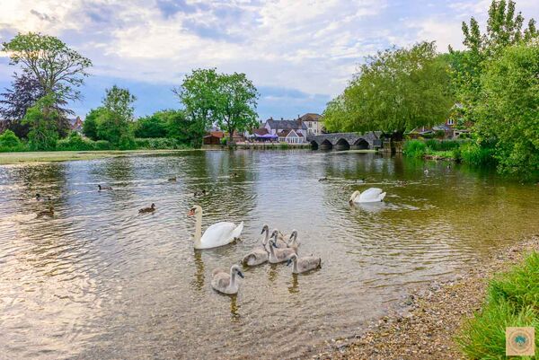 Cygnets at Fordingbridge