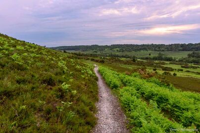 Dusk at Millersford Bottom