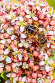 Viburnum Tinus