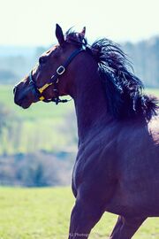 One Horse Power