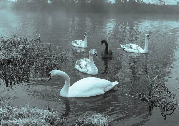 Winter Swans, River Avon