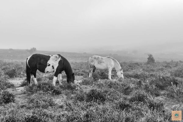 Misty Ponies
