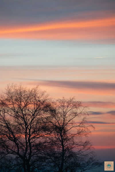 Winter Dusk, New Forest