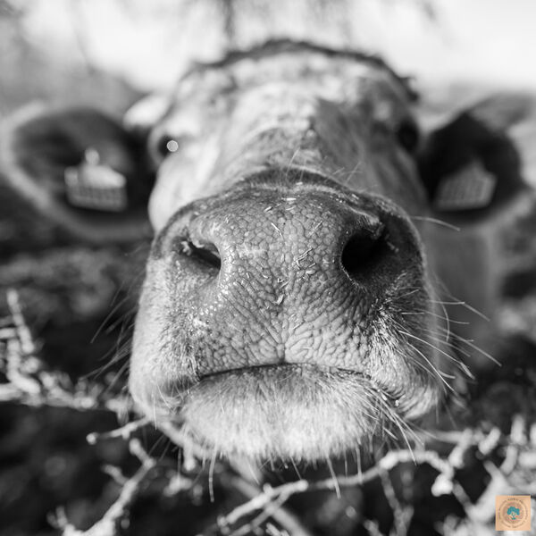 Nosey Cow (30cm x 30cm)