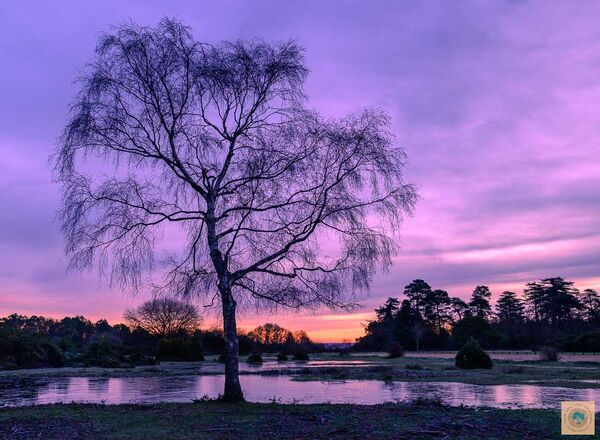 20" x 16" Mounted Prints