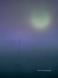 Sapling at Sunrise