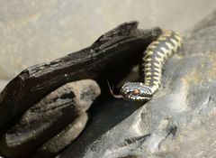 Adder on The Rocks