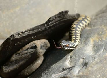 Adder on The Rocks