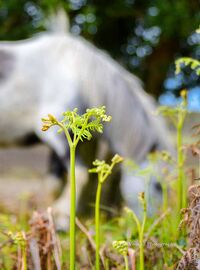 Pony in Spring Bracken, New Forest