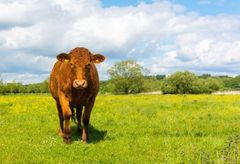 Daisy the Cow