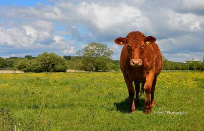 Daisy the Cow, Avon Valley