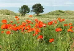 Wild Poppies. 16" x 12" incl. mount