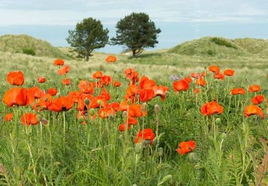 Wild Poppies, 16" x 12" incl. mount: £20