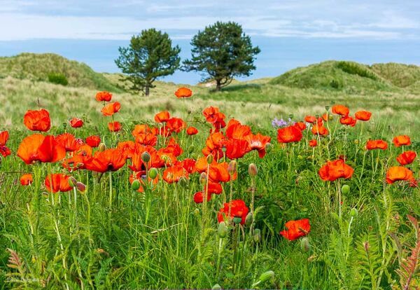 Wild Poppies
