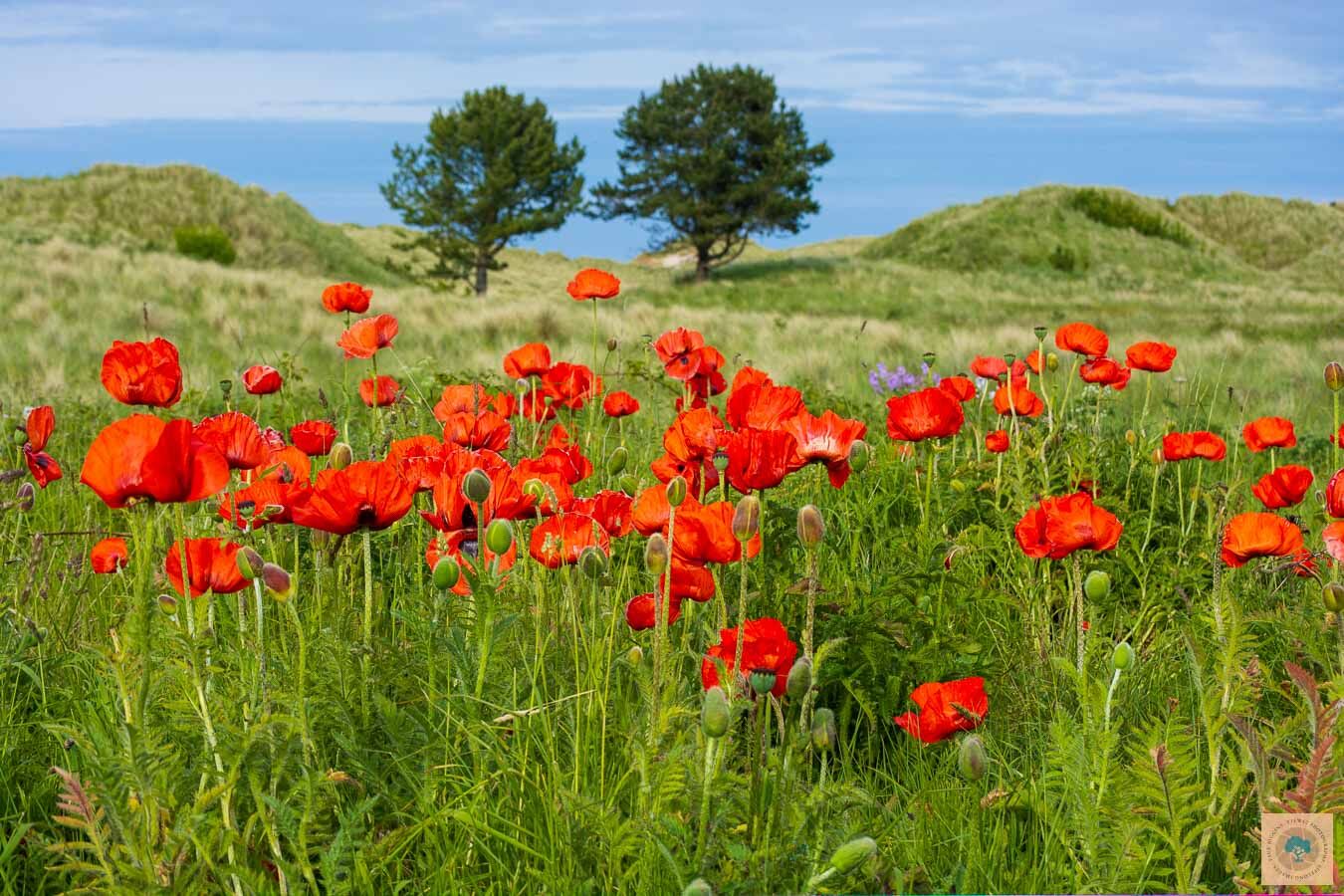 Poppy Field