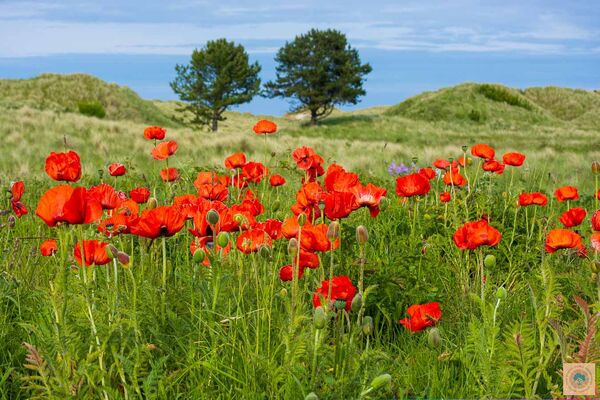 Poppy Field