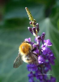 Bumble Bee