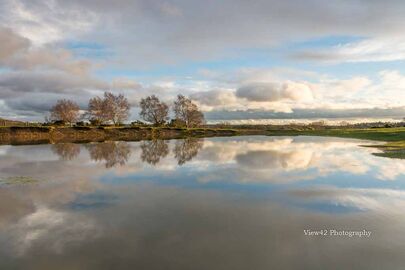 Ogdens Reflection, New Forest