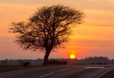 Deadman Corner Tree at Sunset, New Forest