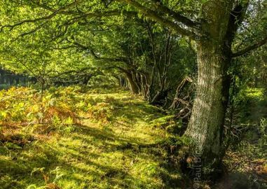 Glades Edge, Deep in The New Forest. 16" x 12" incl. mount. £20 New Forest green glade trees print