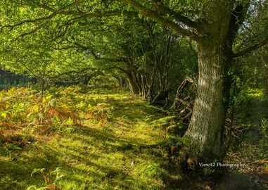 Glade's Edge New Forest
